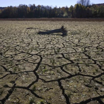 COP29 : La carboneutralité doit être avancée d’une décennie